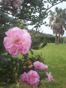 Une bande de fleurs roses sur un arbre dans un parc dans l'établissement Casale degli Ulivi, à Cirò Marina