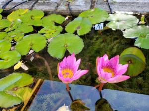 twee roze waterlelies in een vijver met groene bladeren bij 墾丁牧場Villa Kenting Pasture - Villa B&B in Kenting