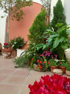 un jardín con flores y plantas en un patio en Ziza, en Córdoba