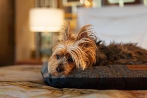 un perro tirado en una almohada en una cama en Wine & Books Lisboa Hotel, en Lisboa