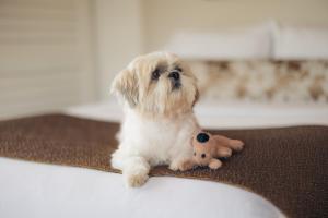 a small dog sitting on a rug with a stuffed animal at Lotus Honolulu at Diamond Head in Honolulu