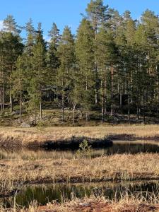 un bacino idrico in un campo alberato di Velkommen til Finnskogen og minihytta Rimbila a Kongsvinger