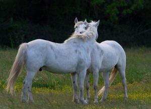 Animales en el hotel o alrededores