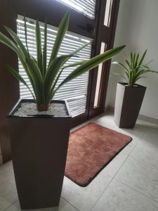 two potted plants in a room with a window at Hotel Edelweiss in Laino Borgo