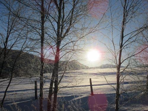 un campo coperto di neve con il sole dietro alcuni alberi di Toftemo Turiststasjon a Dovre