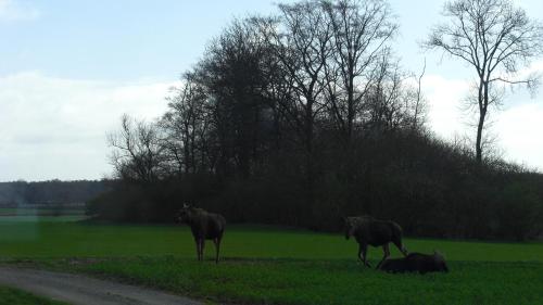 Animales en el departamento o alrededores