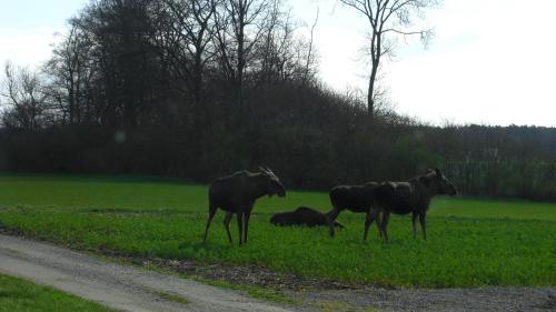 Animales en el departamento o alrededores