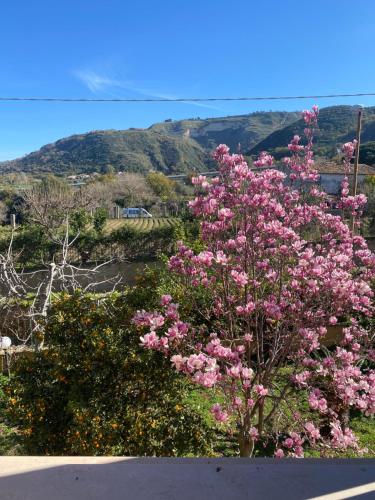 a bush of pink flowers with a mountain in the background at Villa Saturno in Tropea