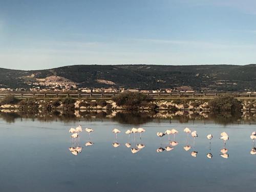 FLAMANTS ROSES 1 pers 6