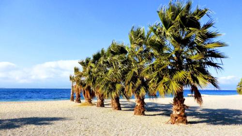 a row of palm trees on a sandy beach at Malalbergo in Reggio di Calabria