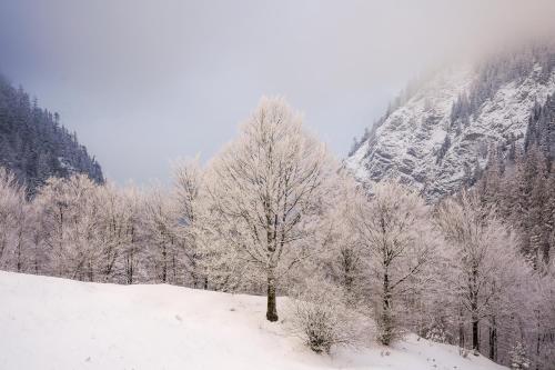 eine Gruppe von schneebedeckten Bäumen vor einem Berg in der Unterkunft Pensiunea Hodăița in Măgura