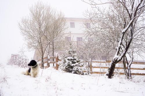 Ein schwarzer und weißer Hund sitzt im Schnee in der Unterkunft Pensiunea Hodăița in Măgura