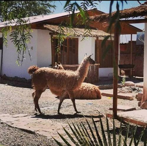 Cabañas Voyage Atacama