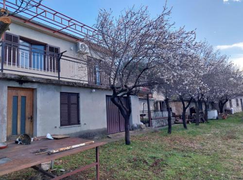 un arbre devant une maison avec une table dans l'établissement Holiday Home Marina, à Stari Grad