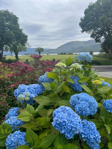 um ramo de flores azuis num jardim em Loch Lein Country House em Killarney