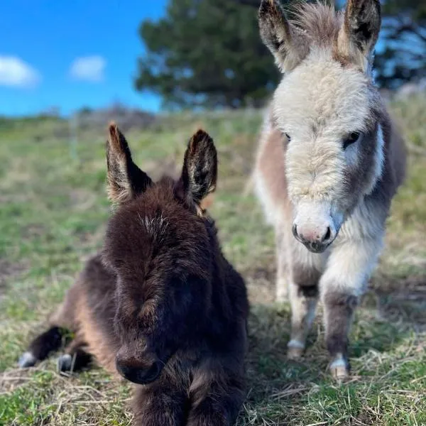 Mælstrøm End Eco Farmstay، فندق في كولينغوود