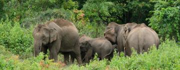 Hotel berdekatan dengan Taman Semulajadi Gajah