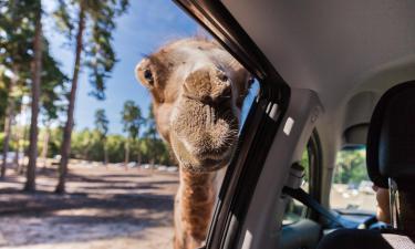 Hotel berdekatan dengan Taman Serengeti