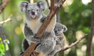 Australia Zoo – hotely poblíž