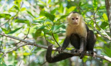 Viesnīcas netālu no apskates objekta mērkaķu rezervēts un glābšanas centrs Monkey World