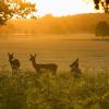 Hótel nærri kennileitinu Richmond Park