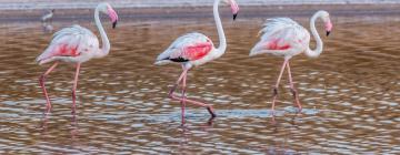 Hotellit alueella Nature Reserve Ria Formosa 