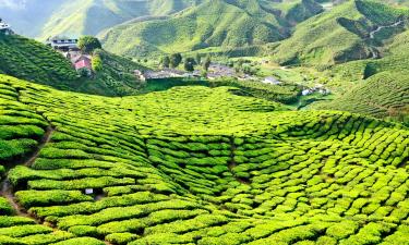 מקומות אירוח ביתי באזור Cameron Highlands