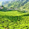 Familiehoteller i Cameron Highlands