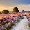 Kolibe u regiji Hoge Veluwe National Park