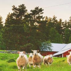 Östergötland 203 familjehotell