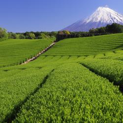 Shizuoka 399 hoteller med onsen