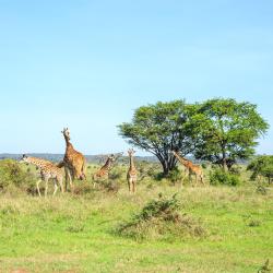 Nairobi National Park 3 hoteles de playa