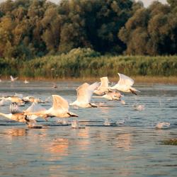 Danube 20 glamping sites