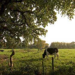 Groningen Province