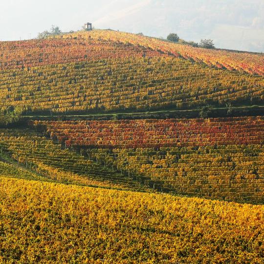 Rutes vinícoles a les zones de Le Langhe i Montferrat