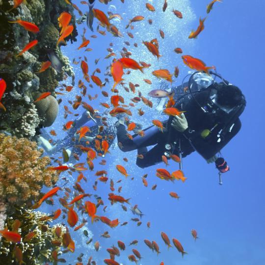 Diving Paradise, Koh Tao