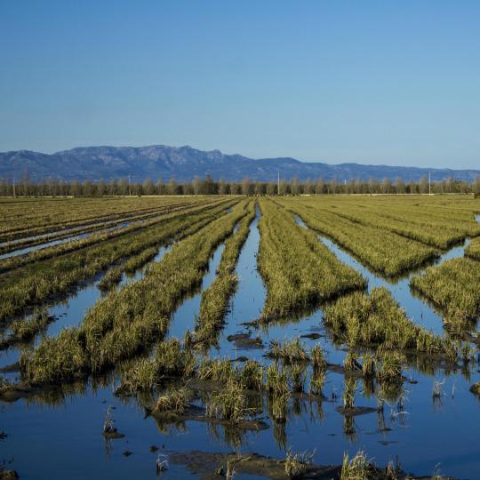 Delta de L'Ebre Nature Reserve