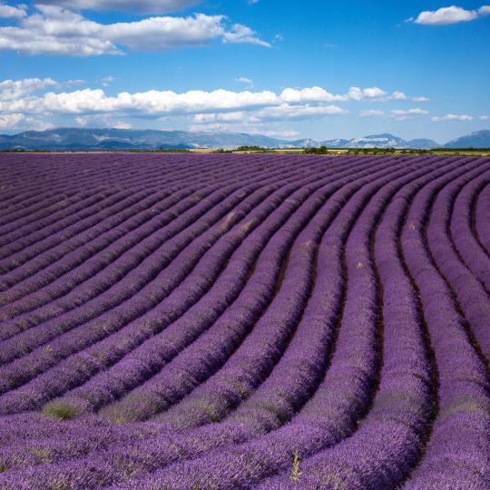 Valensole Platosu