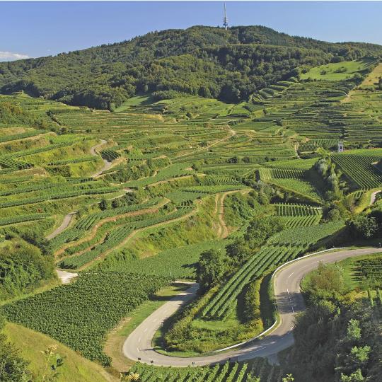 In auto lungo la pittoresca strada del vino di Baden