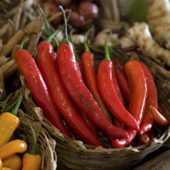 Visit Diamante’s hottest festival, Peperoncino