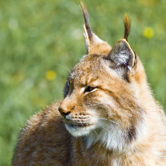 Lynx sa Doñana National Park