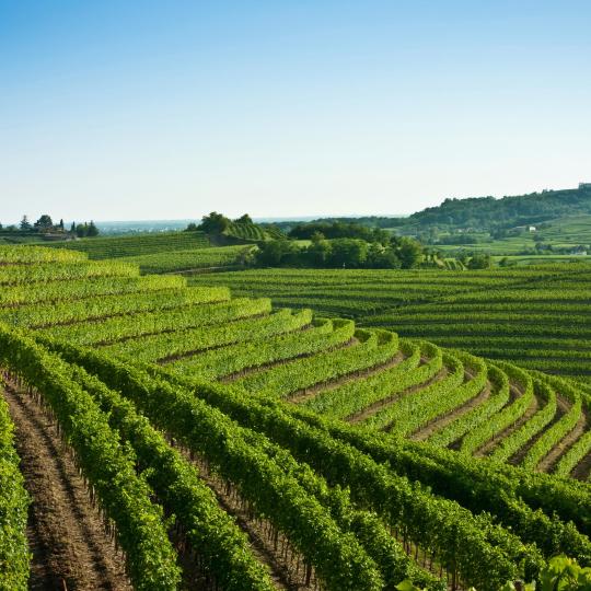 Ruta por La Strada del Vino