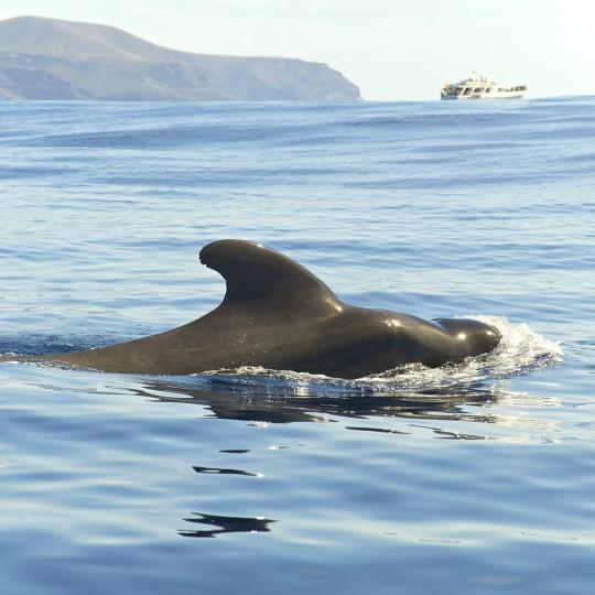 Whale at dolphin spotting