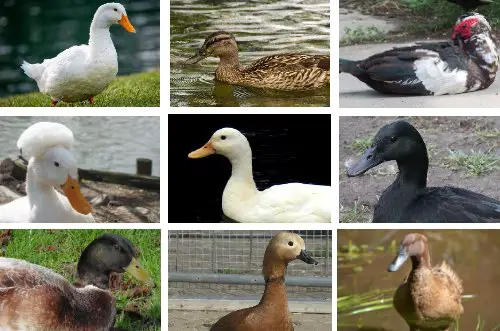 Identifying Duck Breeds