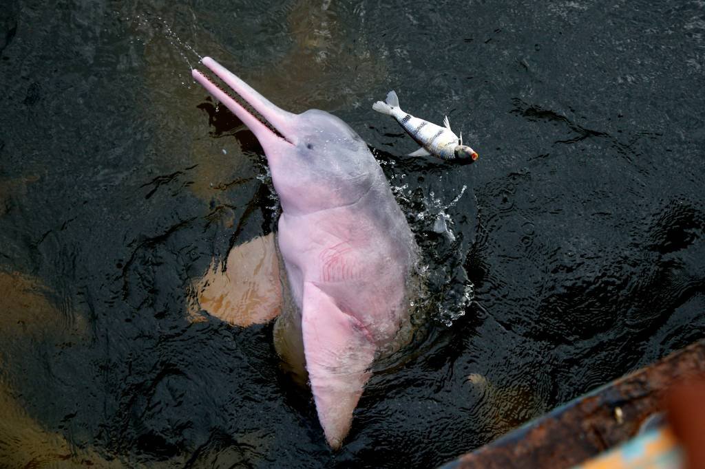 Botos surgem mortos em afluente do Rio Solimões, no Amazonas