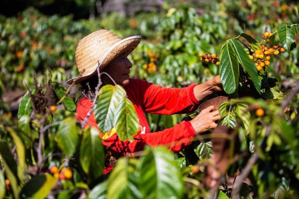 Capacidade da agricultura familiar de impulsionar indústria no Brasil enfrenta desafios estruturais