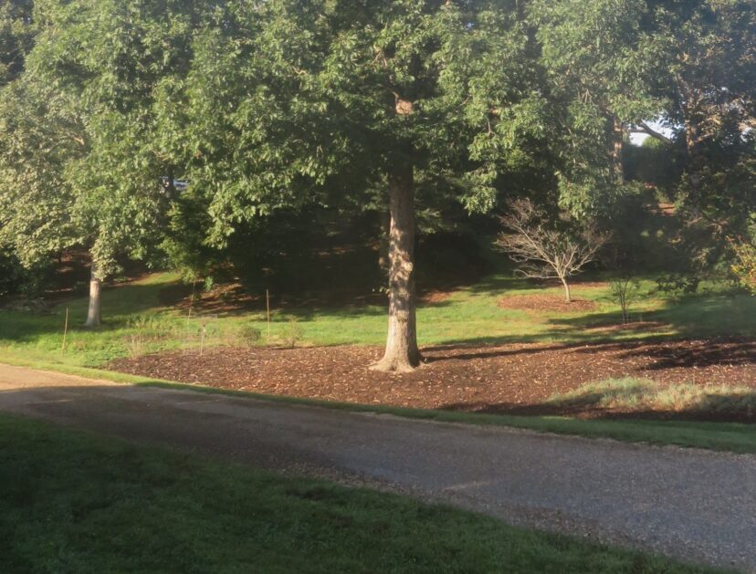 A 2- to 3- inch layer of mulch is ideal.