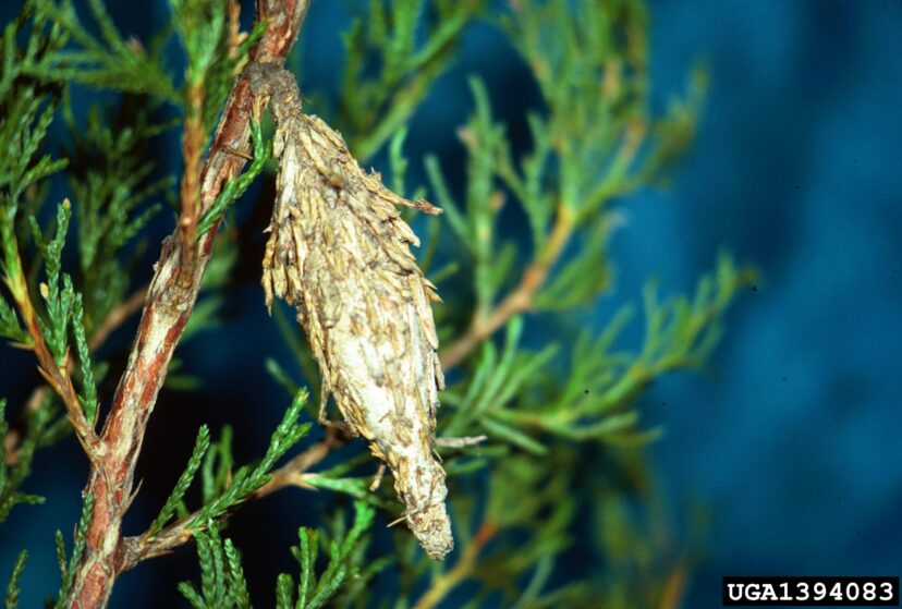 Bagworms (Thyridopteryx ephemeraeformis) are often mistakenly identified as cones.