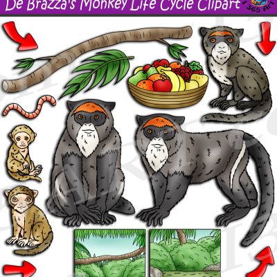 Monkey life cycle Archives - Clipart 4 School