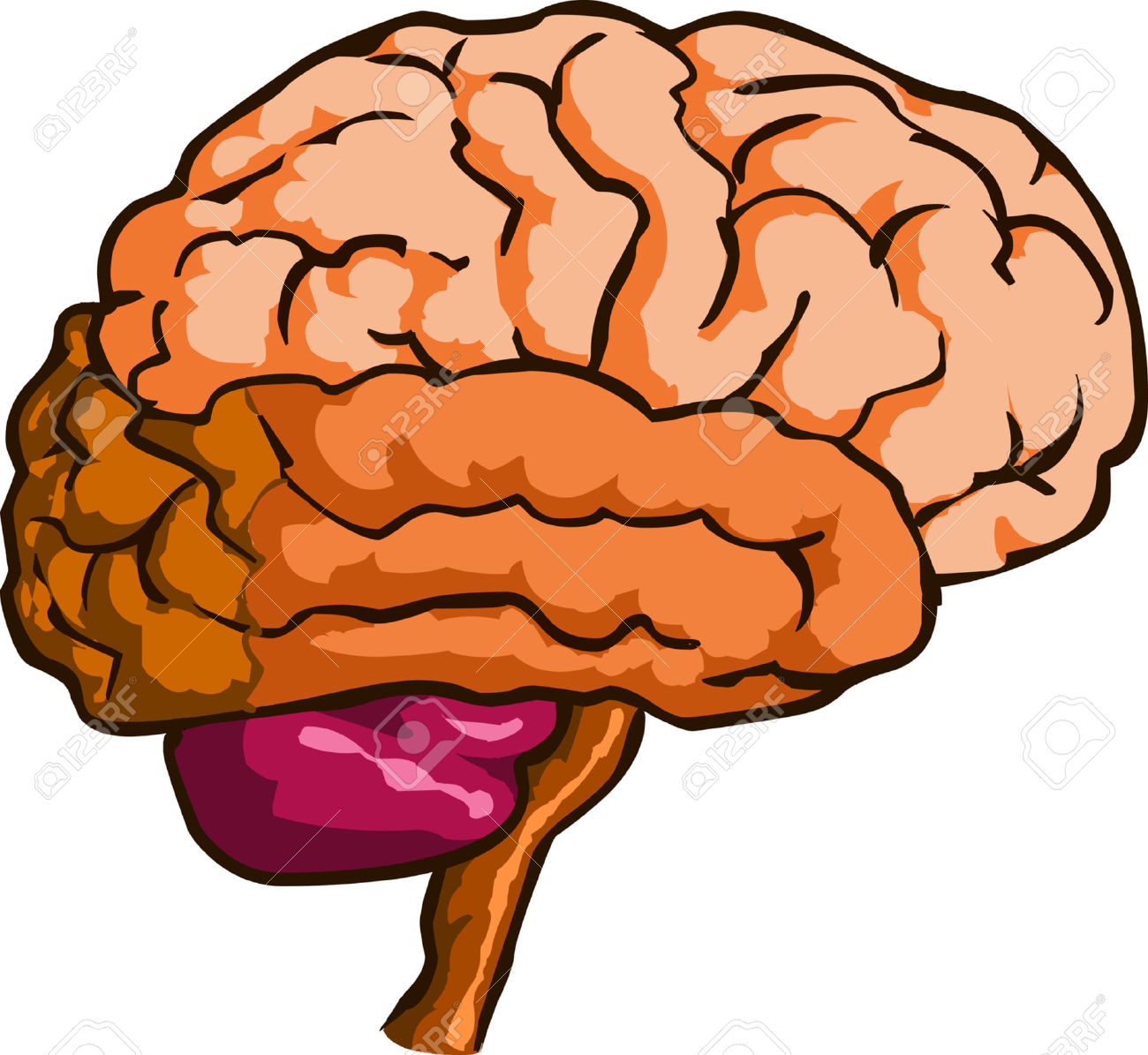 Brain clip art at vector clip art free 5 clipartcow